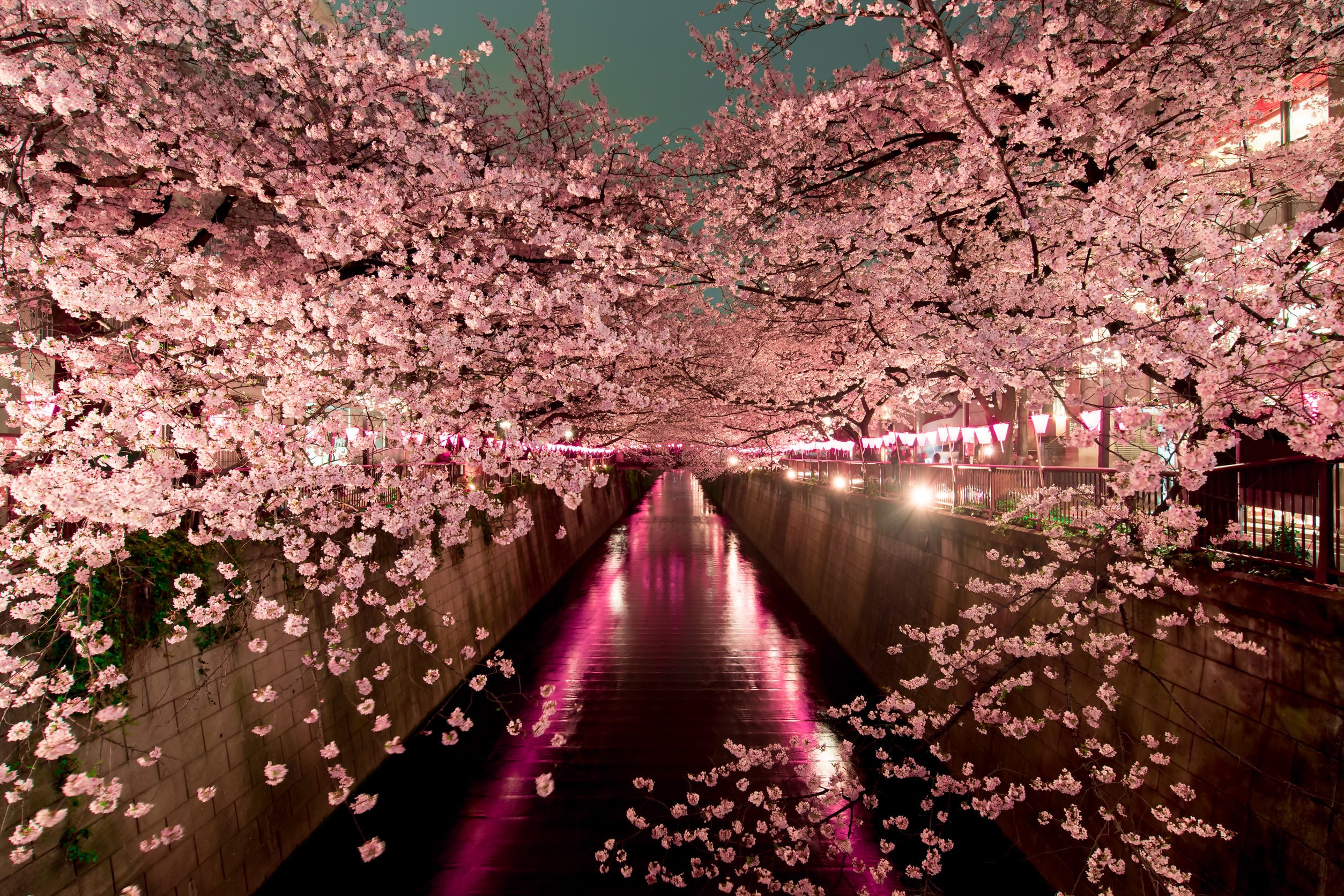 Japonya da Yeniden Do u Sakura Zaman Hakk nda Bilmeniz Gerekenler