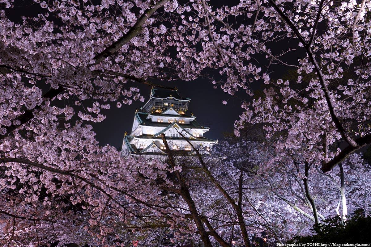 Sakura-1.jpg