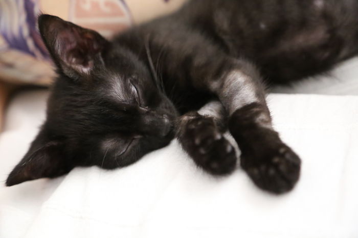 We-fought-one-year-to-save-our-adopted-black-kitten-Shuri-5c7cf819f00e0__700.jpg