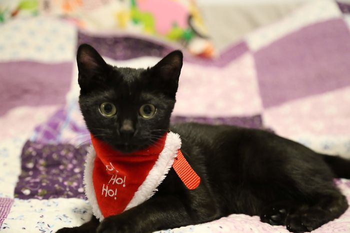 We-fought-one-year-to-save-our-adopted-black-kitten-Shuri-5c7cfc5b7240f__700.jpg