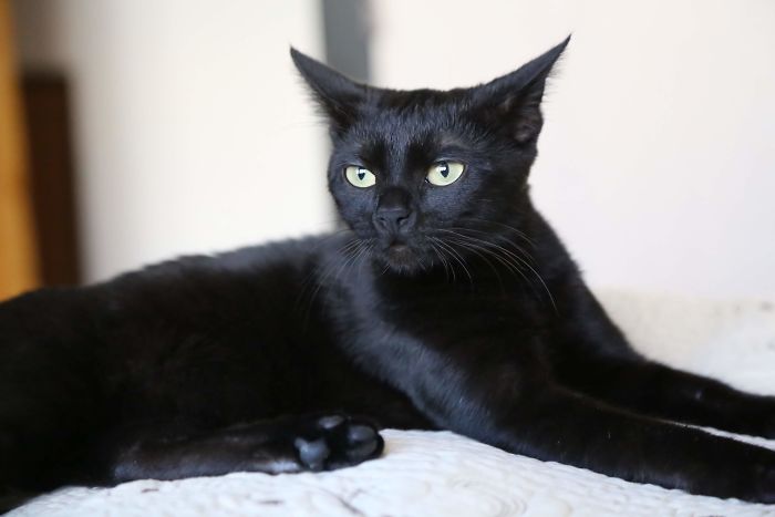 We-fought-one-year-to-save-our-adopted-black-kitten-Shuri-5c7cfcf643c77__700.jpg