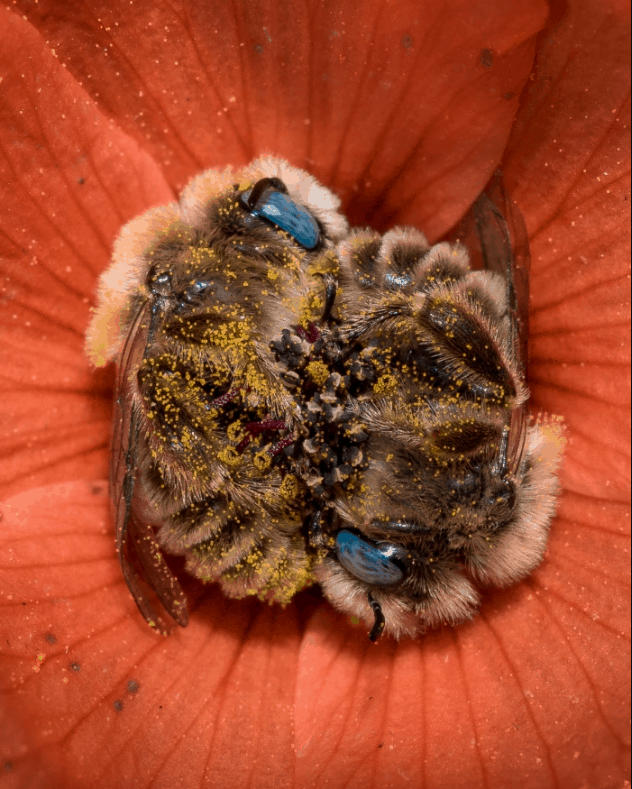 çiçeğin içinde uyuyan arılar
