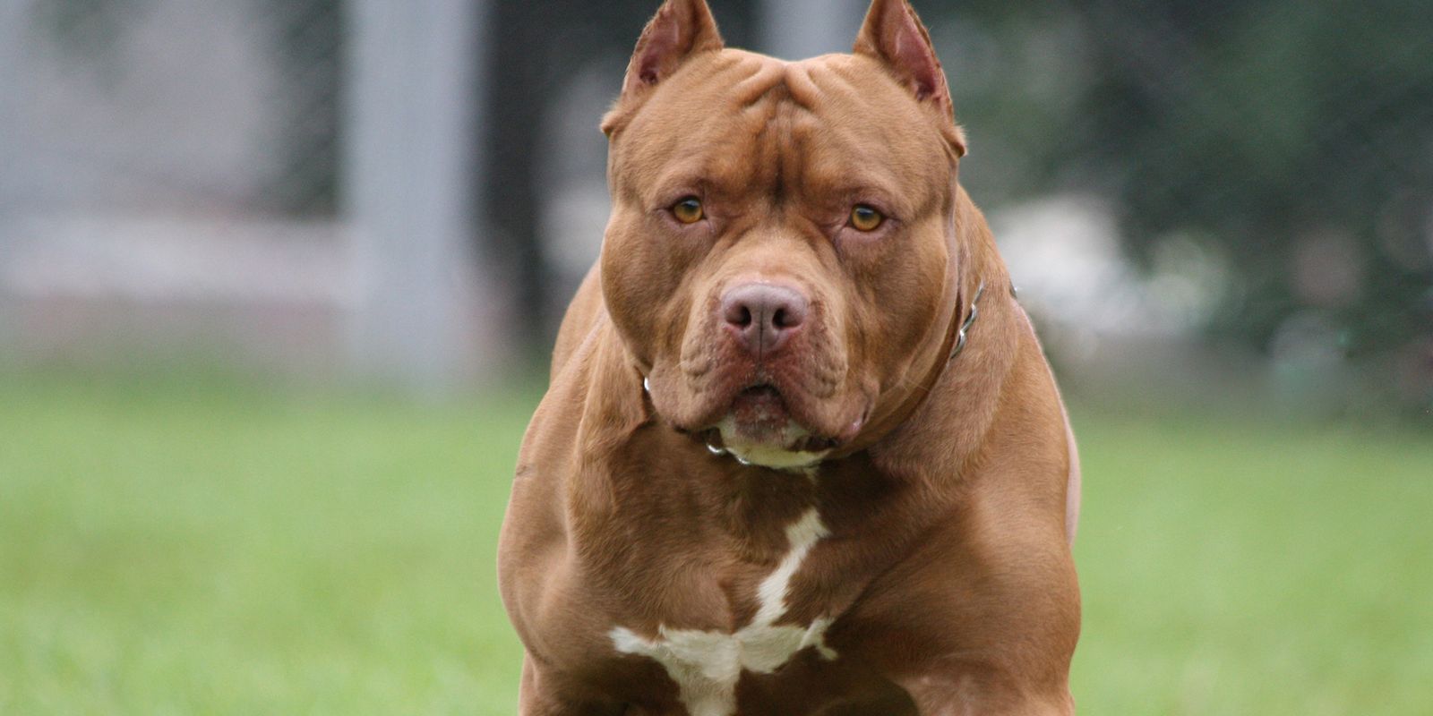 Tuttugunu Koparan Pitbull Lar Hakkinda 6 Kisa Bilgi