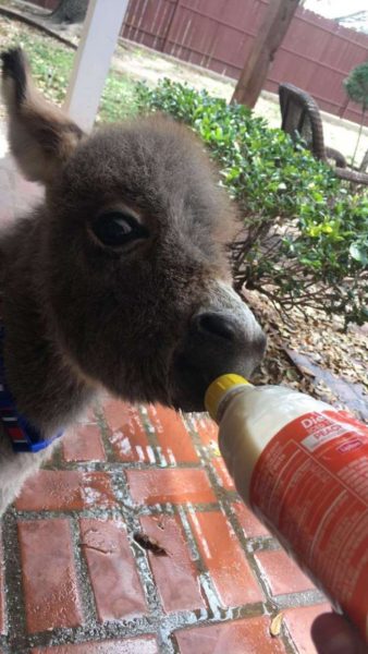 baby-donkey-girl-adopted-payton-dankworth-5-5ca6fe40e3bf6__700-338x600.jpg