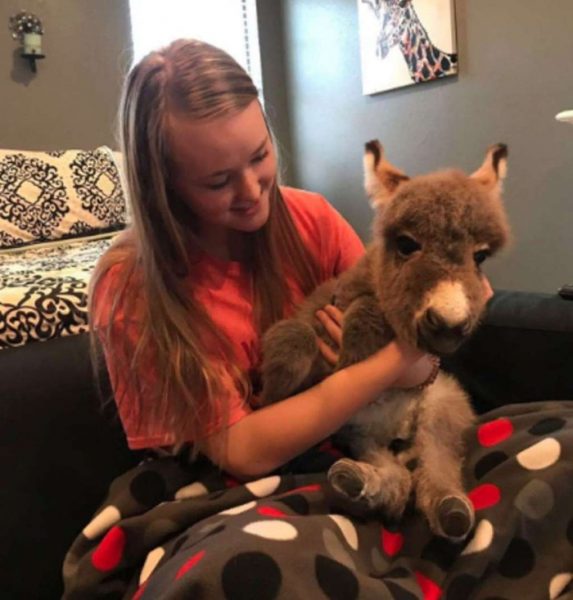 baby-donkey-girl-adopted-payton-dankworth-6-5ca6fe43f3dd1__700-573x600.jpg