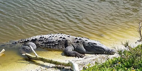 Ac Kadiklari Icin Florida Sokaklarini Istila Eden Timsahlar