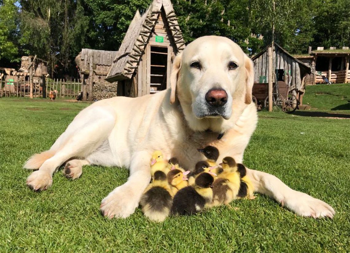 köpek bakıcılığı
