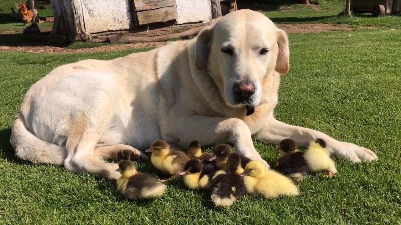 Sevimli Mi Sevimli Bir Köpek, Annesiz Ördek Yavrularının Yeni Annesi Oldu!