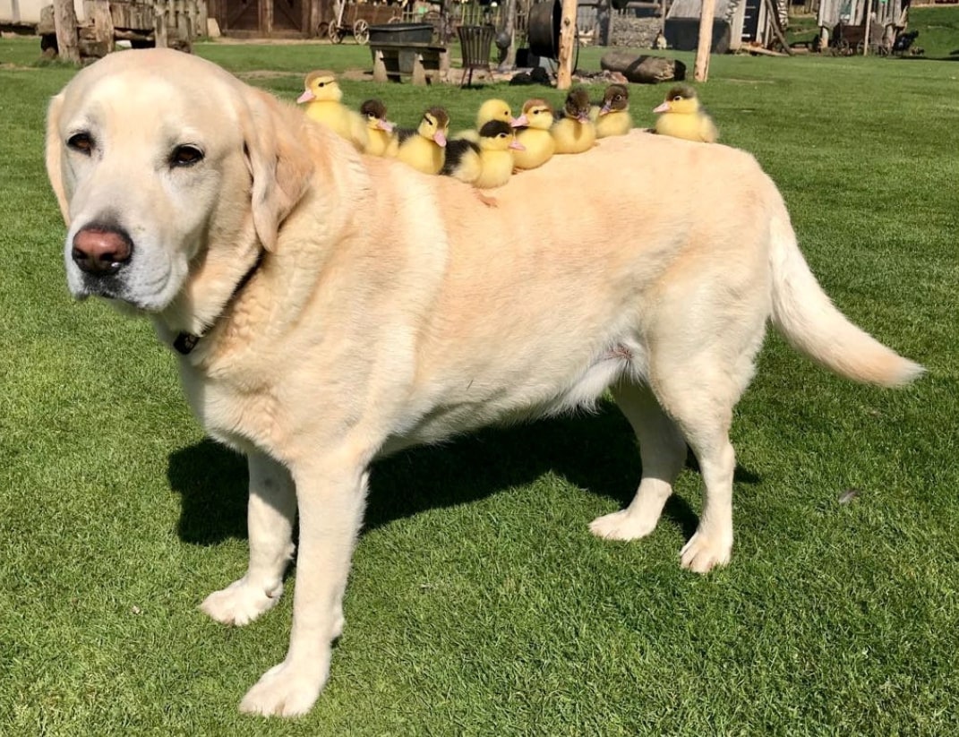 Sevimli Mi Sevimli Bir Köpek, Annesiz Ördek Yavrularının Yeni Annesi Oldu!