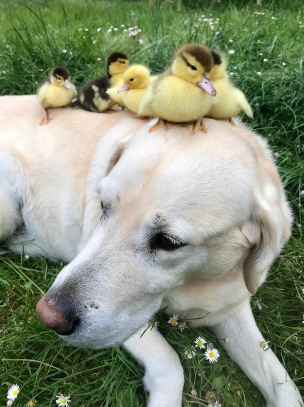 Sevimli Mi Sevimli Bir Köpek, Annesiz Ördek Yavrularının Yeni Annesi Oldu!