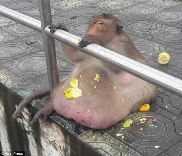 Diyet Kampindan Kacan Ve 4 Aydir Kayip Olan Obez Maymun Uncle Fatty