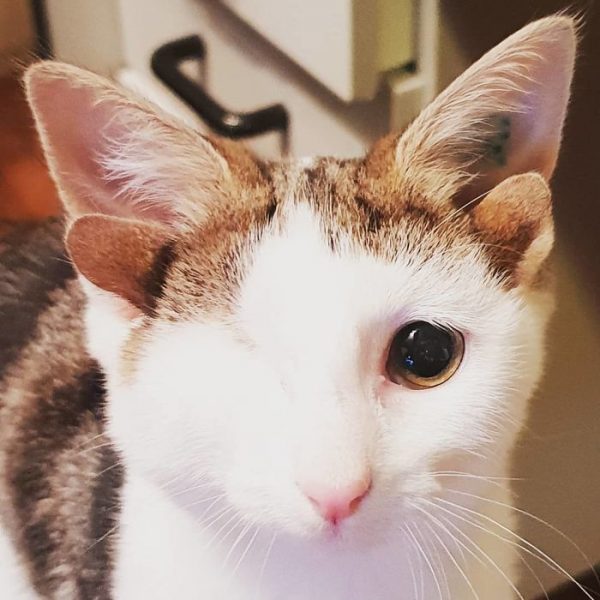 4 Kulaklı ve Tek Gözlü Sevgi Dolu Kedi Frankie�nin Kurtulma Hikayesi