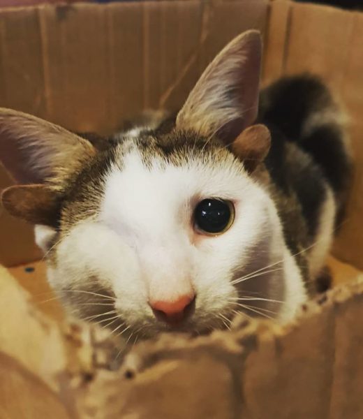 4 Kulaklı ve Tek Gözlü Sevgi Dolu Kedi Frankie�nin Kurtulma Hikayesi