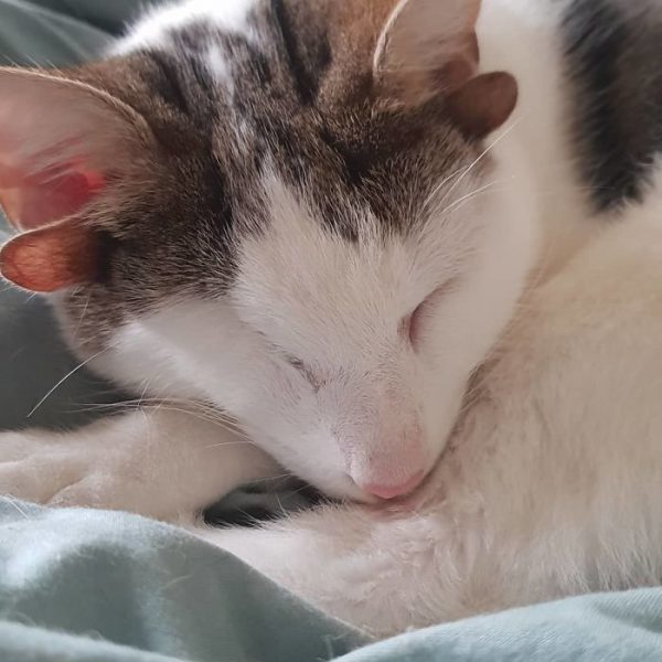 4 Kulaklı ve Tek Gözlü Sevgi Dolu Kedi Frankie�nin Kurtulma Hikayesi