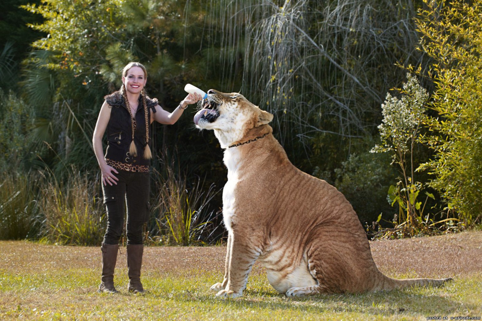 Крупные. Лигр Геркулес гибрид Льва и тигра. Лигр Зевс. Лигр Геркулес самый большой кот в мире. Лигр Геркулес вес.