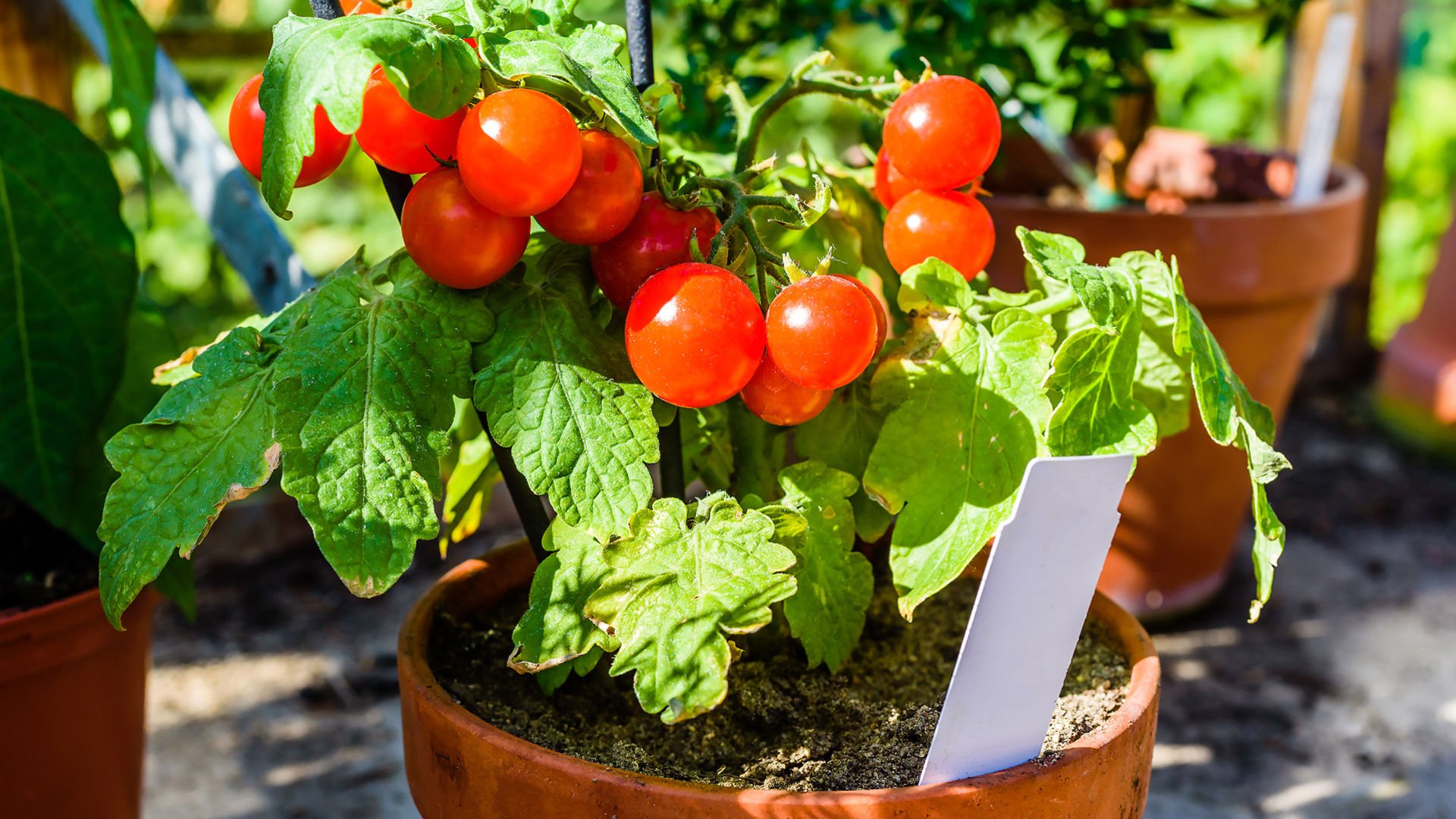 Выращивание томатов из семян в домашних. Балконные томаты черри. Подоконные помидоры черри. Комнатные помидоры черри. Помидоры черри в горшке.