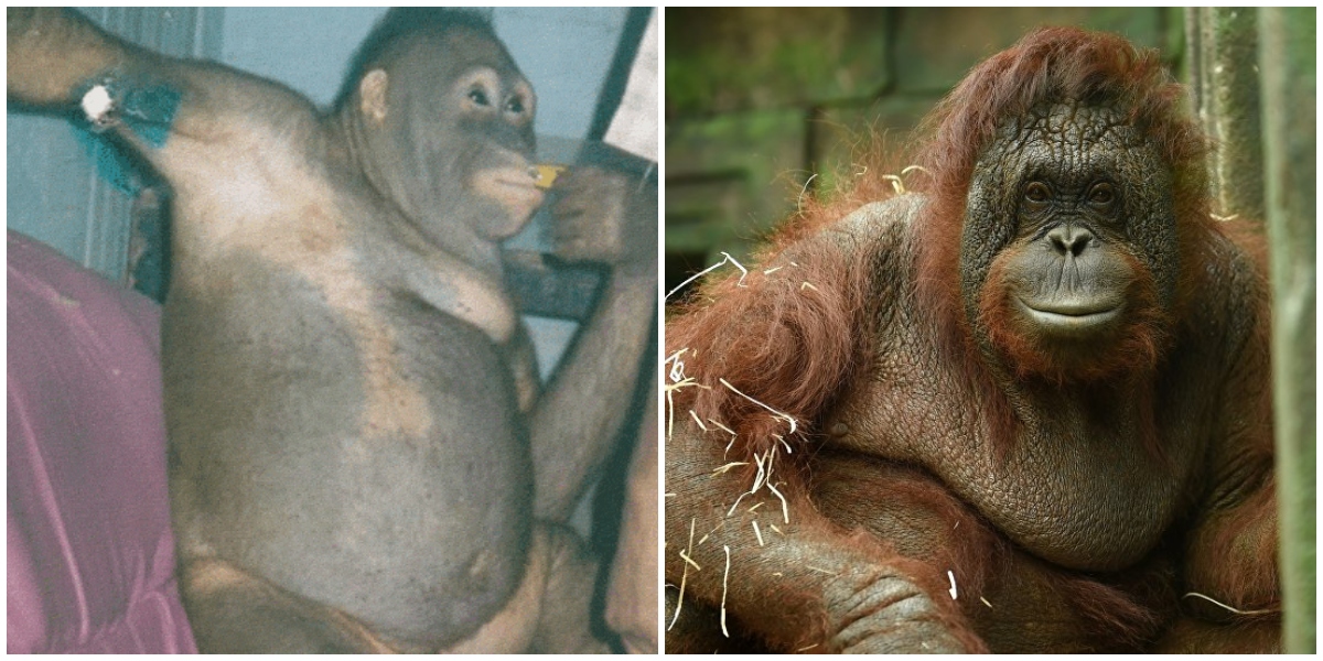 Endonezya'da Seks İşçisi Olarak Çalıştırılan Orangutan Pony.