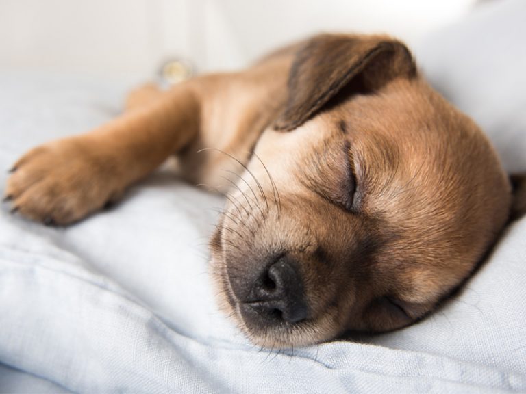Gençlik Hastalığı Köpeklerde Gençlik Hastalığı Nedir? Nasıl Tedavi Edilir?