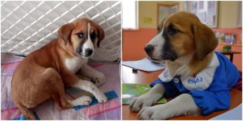 Fındık Köpeğin Yakalandığı Gençlik Hastalığı Nedir?