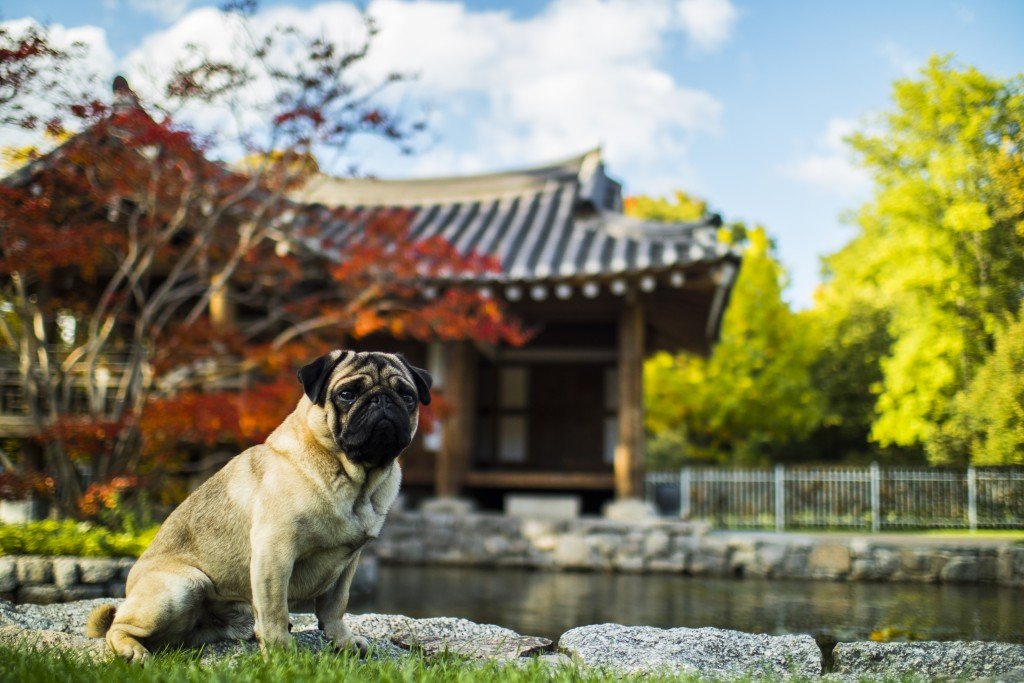 pug cinsi hakkında