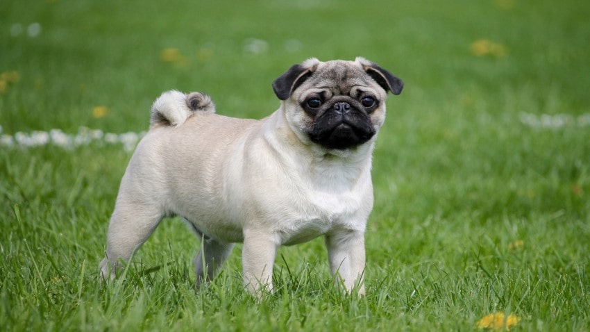 about the pug breed