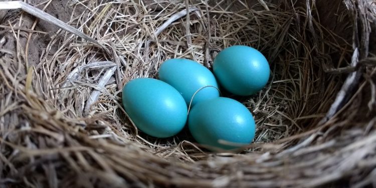 Nadir Rastlanan Mavi Yumurta Hakkında Bilmeniz Gerekenler