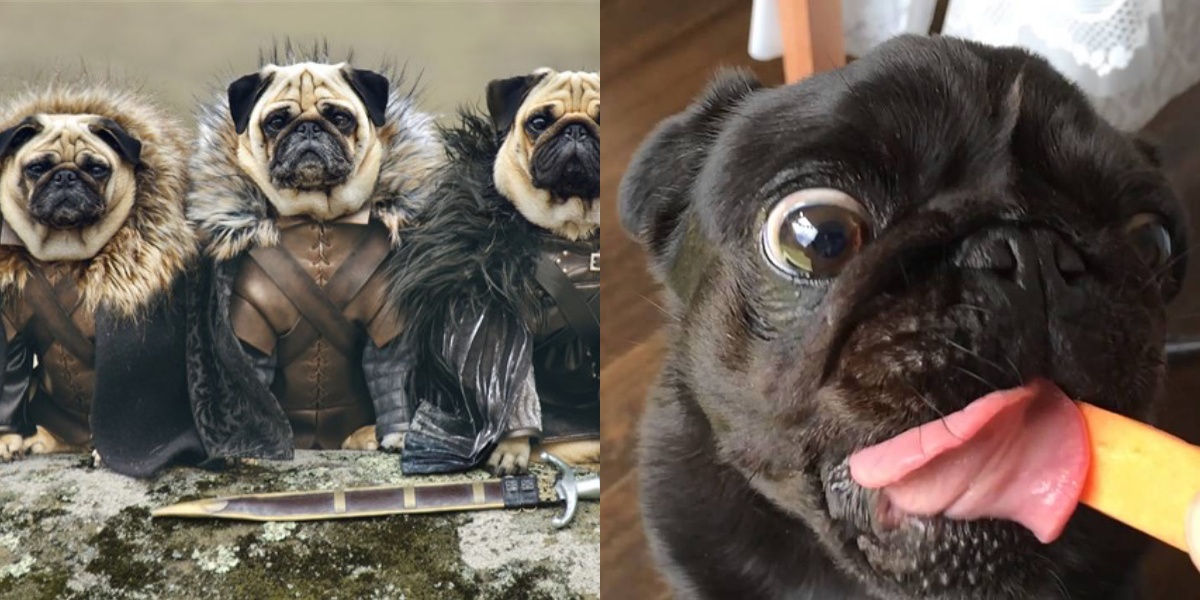 pug cinsi hakkında