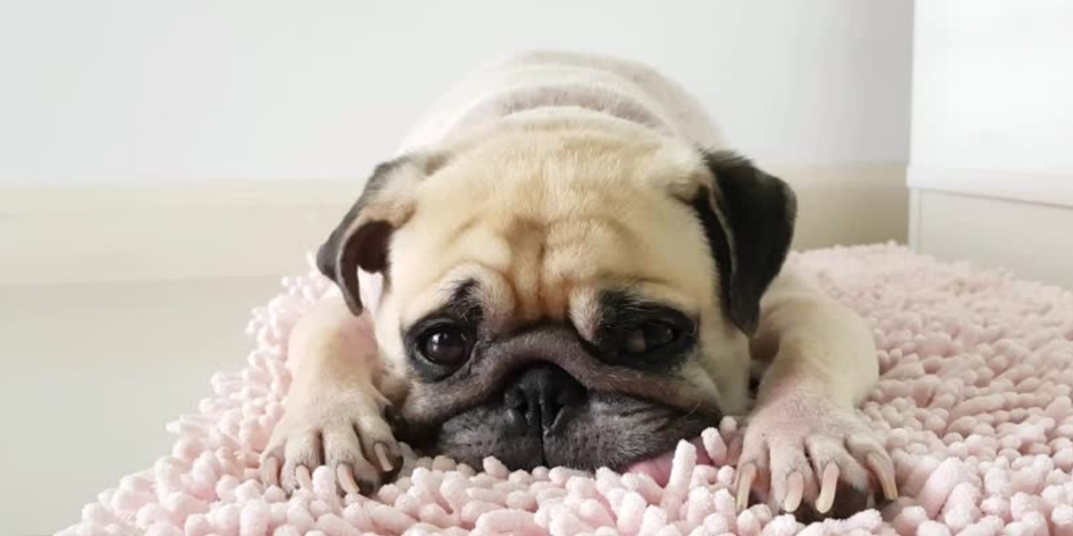 Pug Köpek Cinsi Sevimli Mi Sevimli Puglar Hakkında Bilmeniz Gerekenler