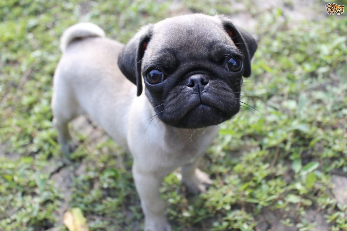 Pug Köpek Cinsi Sevimli Mi Sevimli Puglar Hakkında Bilmeniz Gerekenler