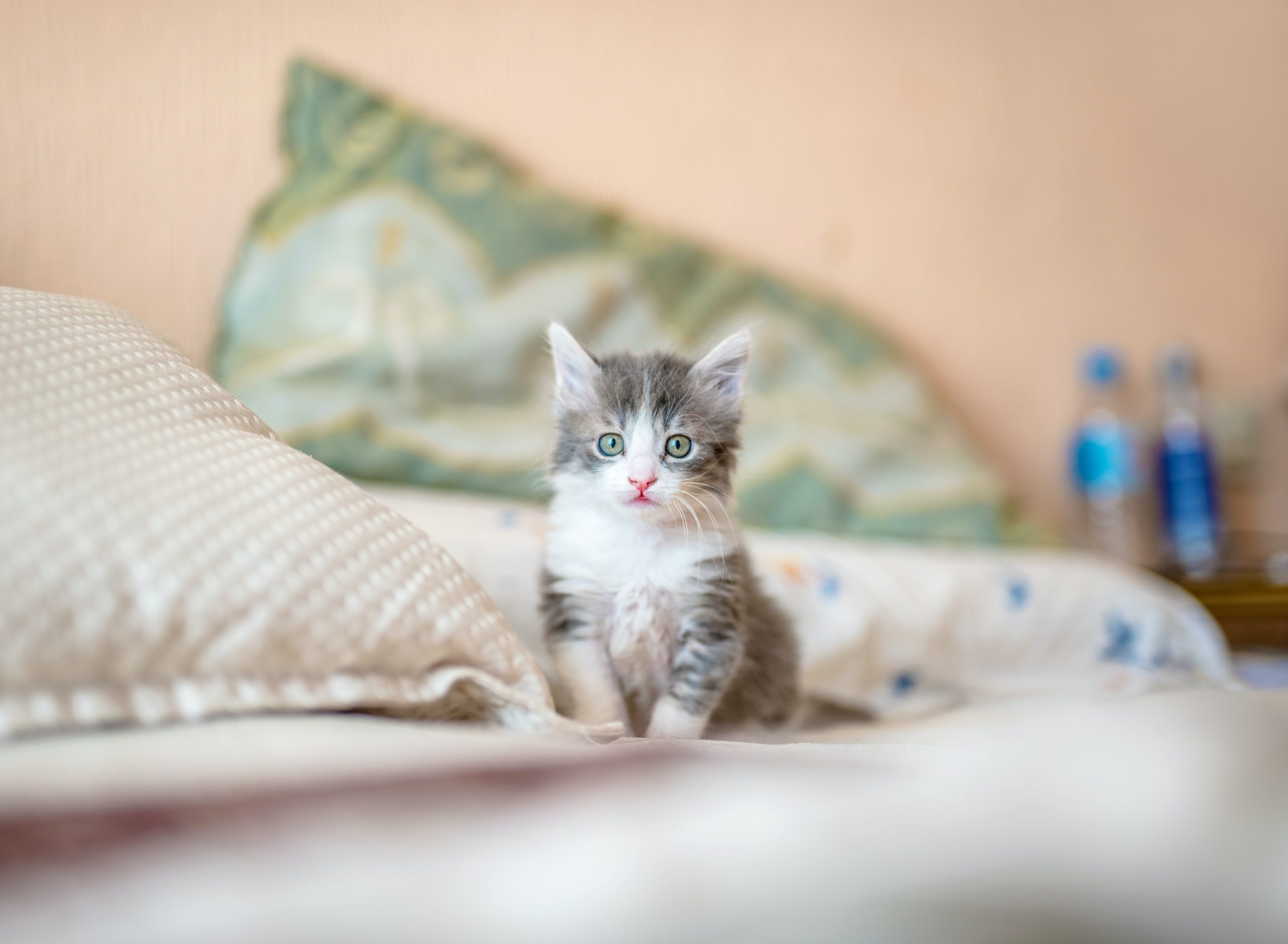 Kedi Maması Seçiminde Zorlanıyor Musun? En İyi Kedi Maması Markaları