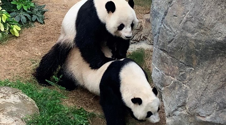 çiftleşen pandalar