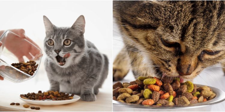 How to Choose the Best Cat Food for Your Cat ? What are The Best Cat