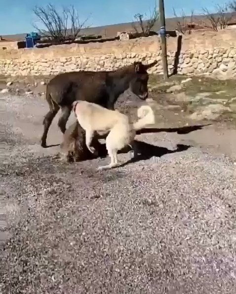 Yavru Sipanin Uzerine Kopeklerini Salip Vahsice Olmesine Neden Olan Berat Kaya