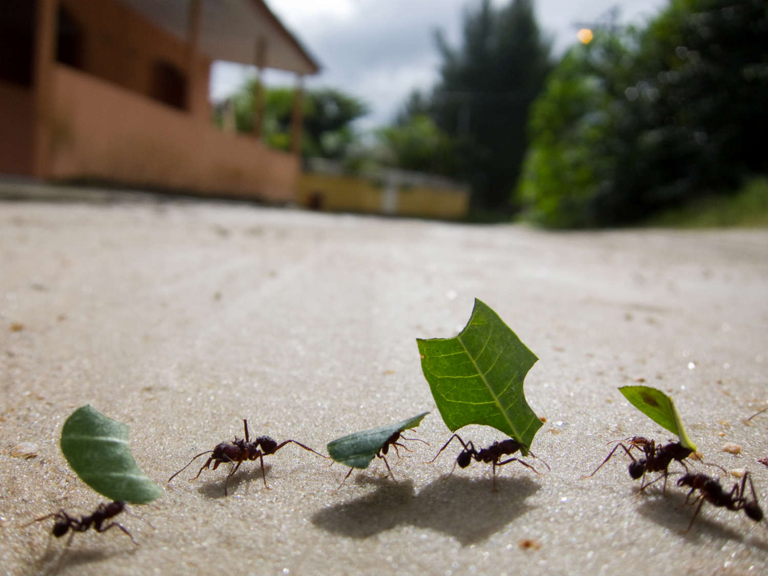karıncaların