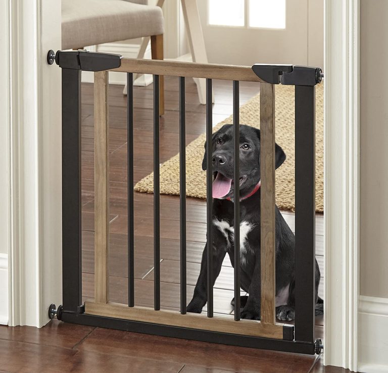Her Köpek Sahibinin Mutlaka Edinmesi Gereken Köpek Malzemeleri