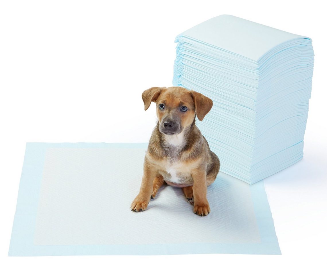 Her Köpek Sahibinin Mutlaka Edinmesi Gereken Köpek Malzemeleri