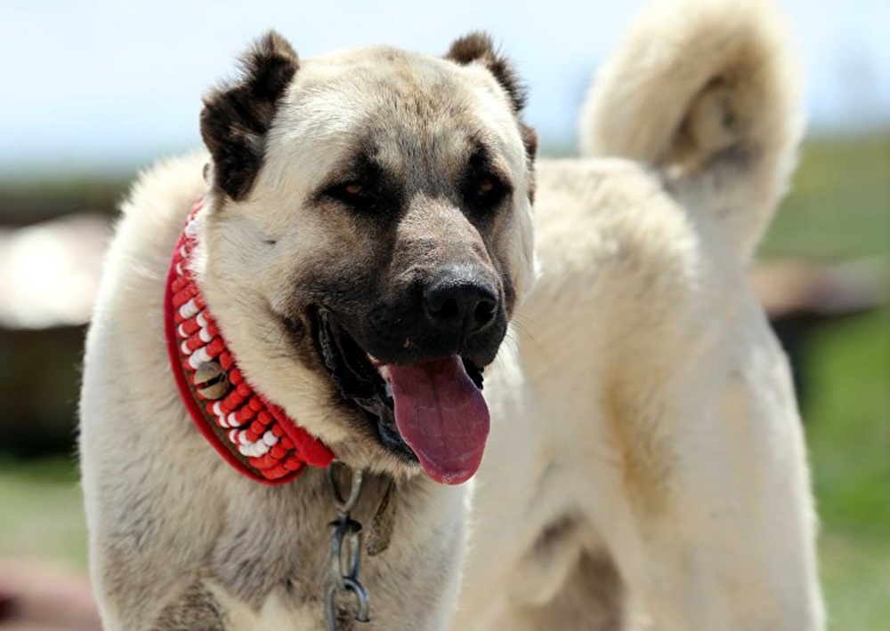 Kangal köpeğinin karakter özellikleri