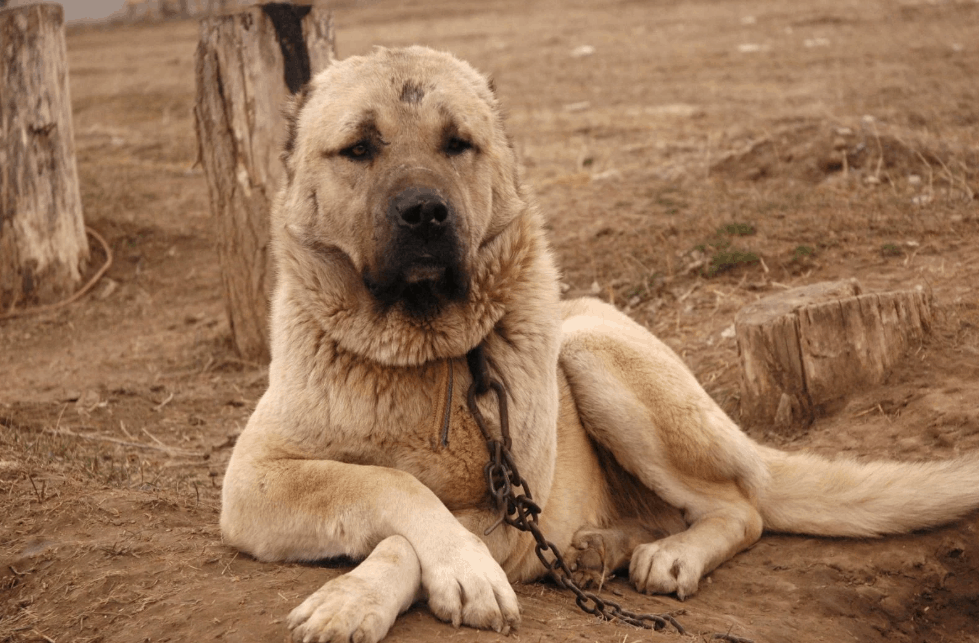 Kangal Köpeği Hakkında Bilmeniz Gereken Her Şey
