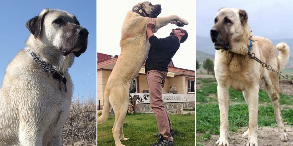 Kangal Köpeği Hakkında Bilmeniz Gereken Her Şey