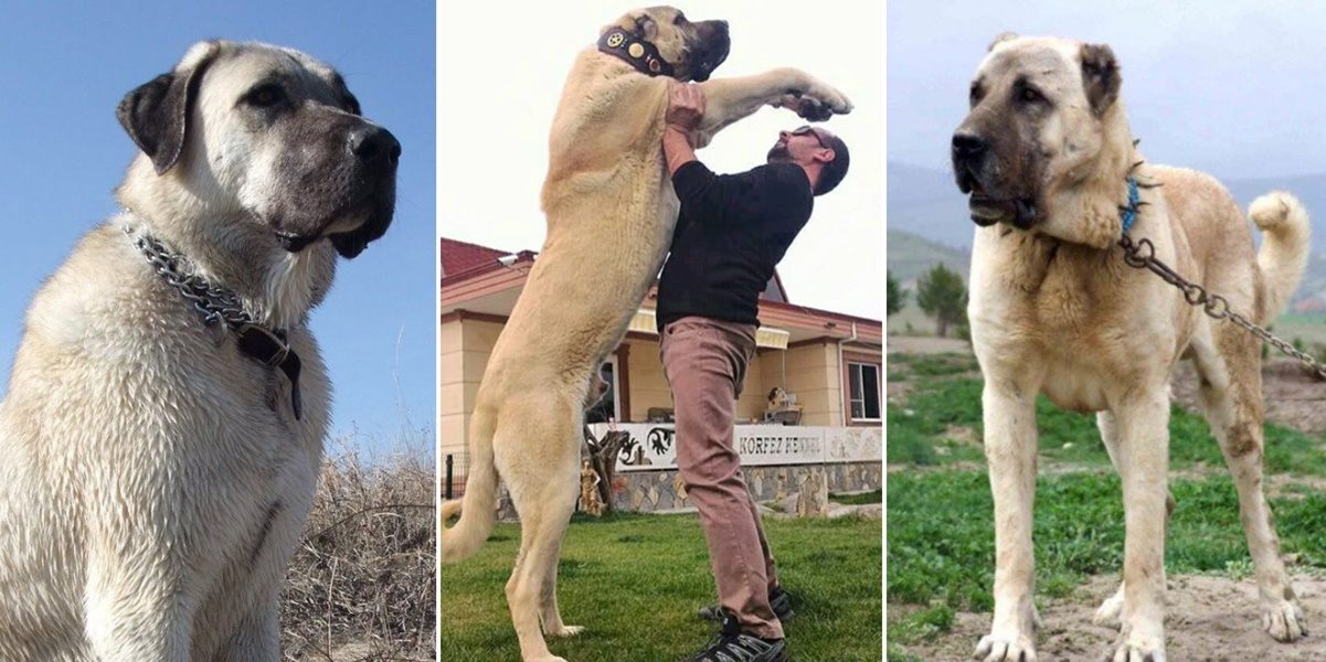 Kangal Köpeği Hakkında Bilmeniz Gereken Her Şey