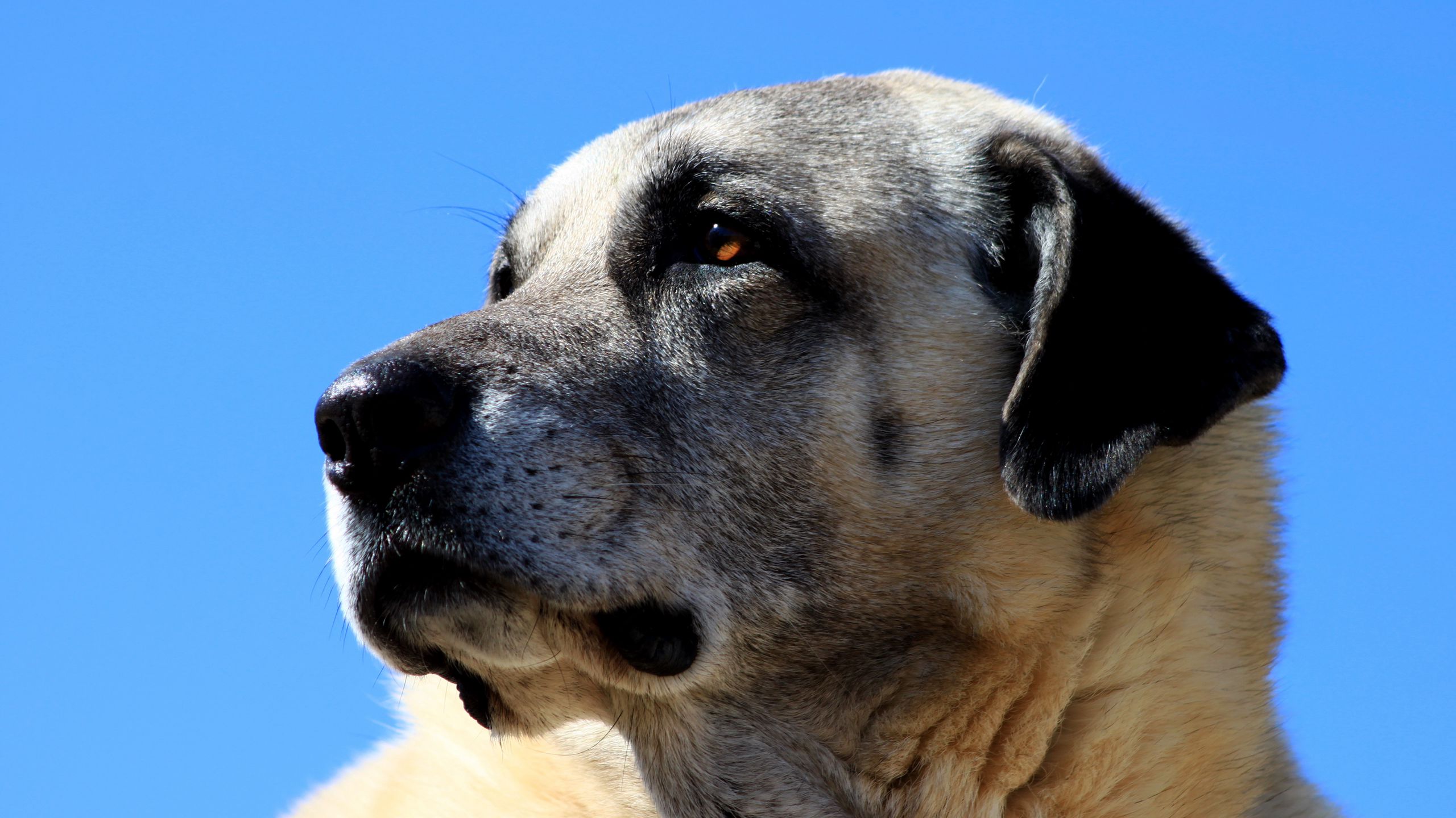 Kangal Köpeği Hakkında Bilmeniz Gereken Her Şey