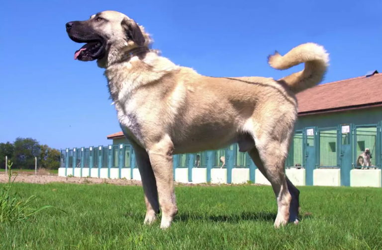 Kangal Köpeği Hakkında Bilmeniz Gereken Her Şey