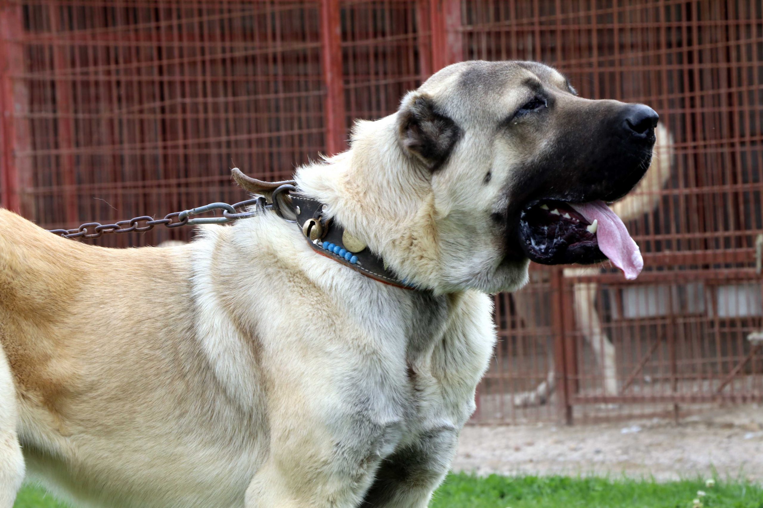 Information on the characteristics of the Kangal dog