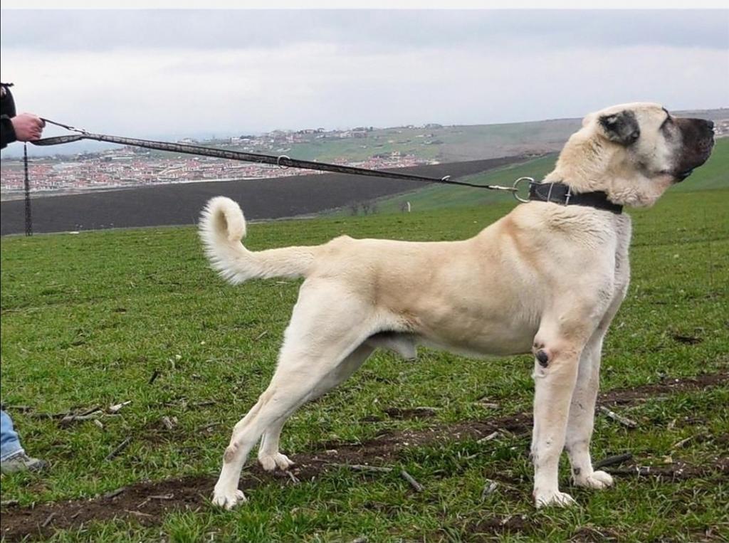 Kangal köpeğinin saf olması