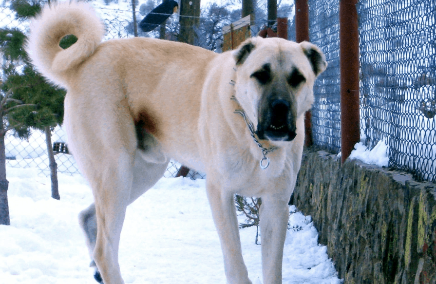 Kangal köpeğinin yeme içmesi