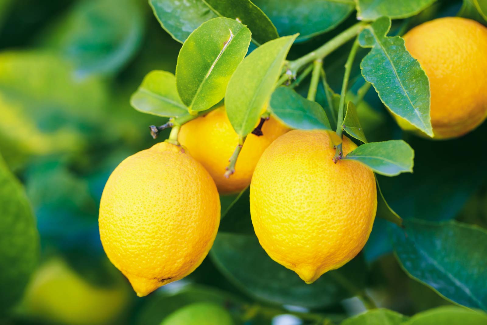 Limon hakkında her şey