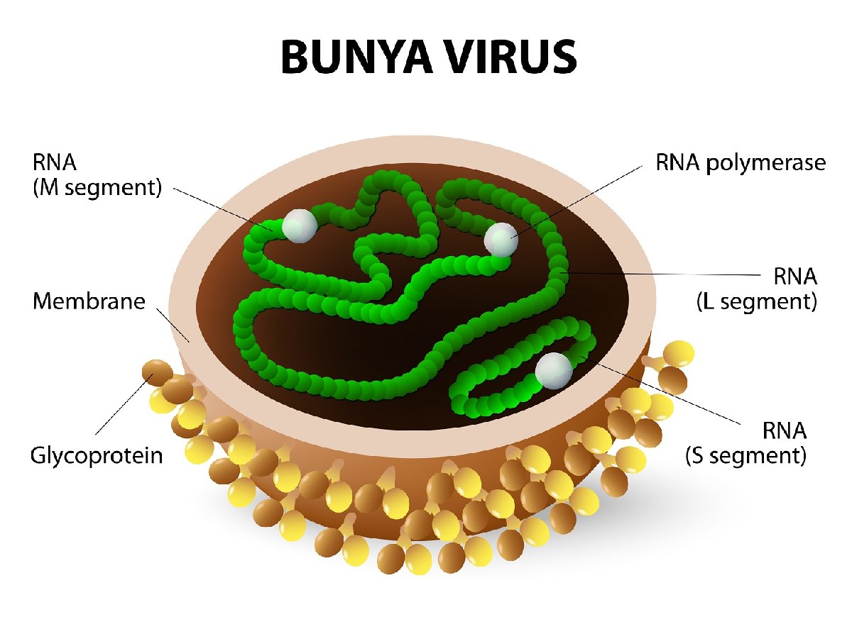 bunyavirüs
