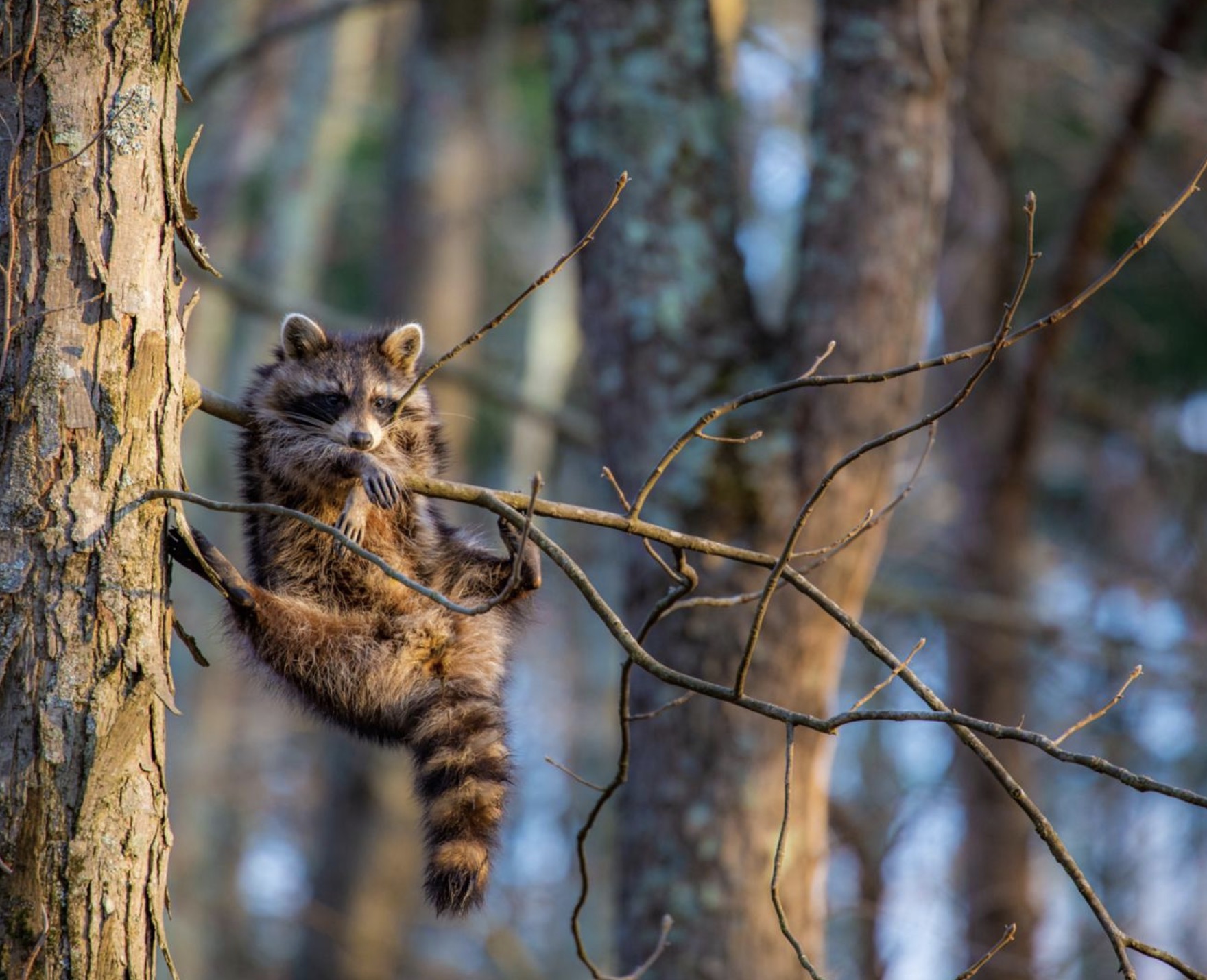 Comedy Wildlife