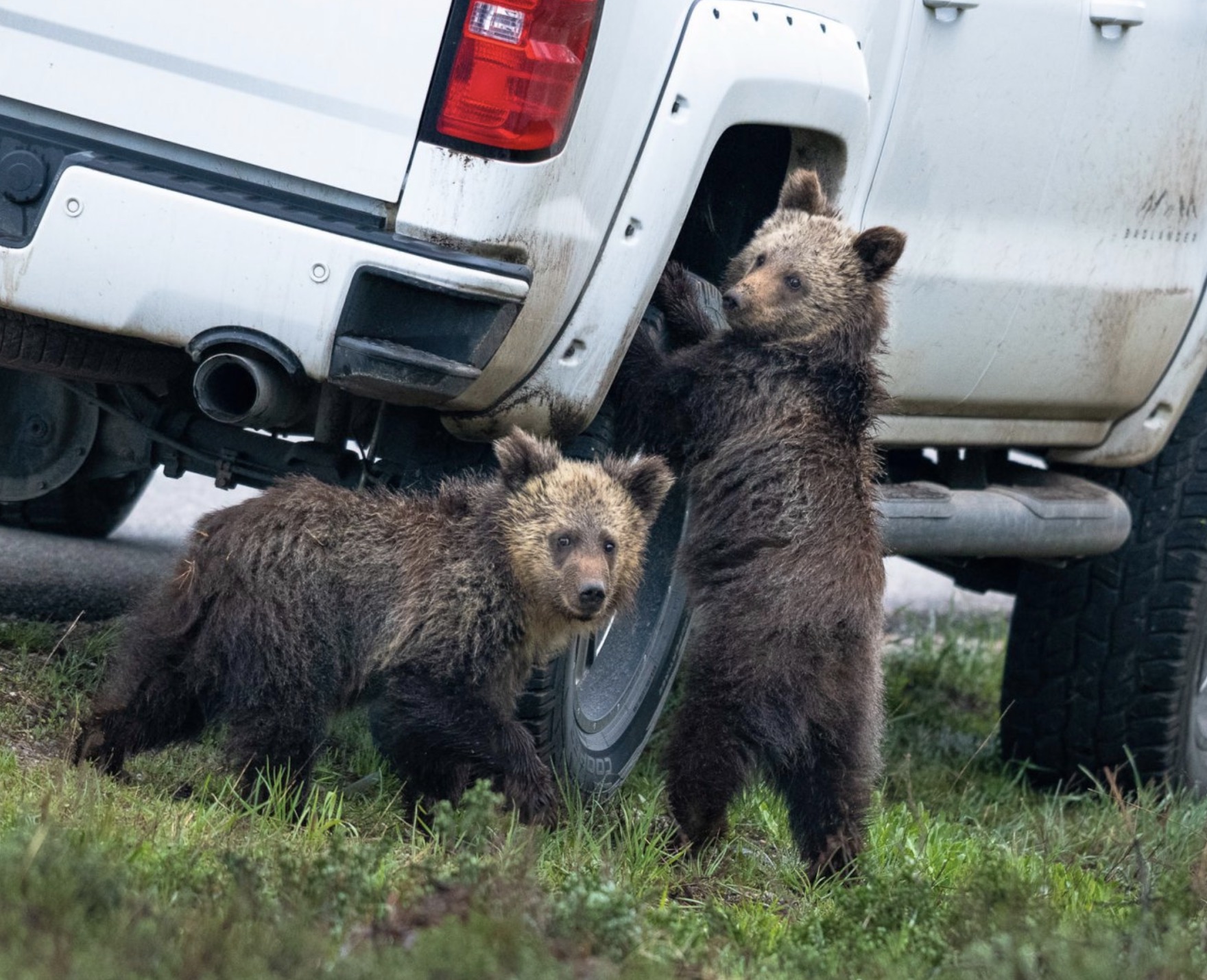 Comedy Wildlife
