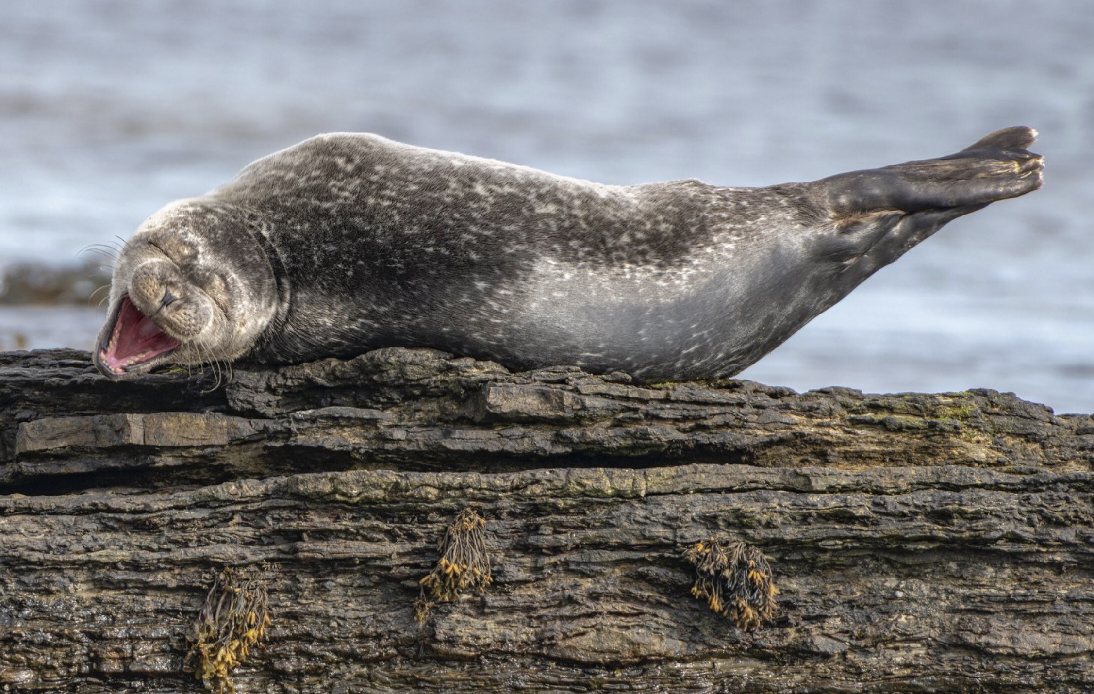 Comedy Wildlife